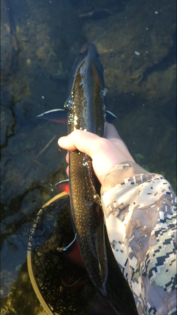 Dry Flies and Lessons Learned