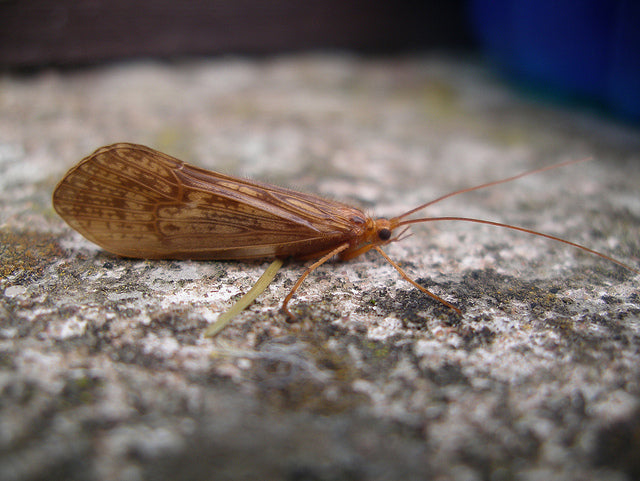 The Life of a Caddisfly