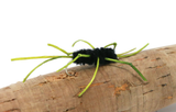 N0059 - Sili Legs Stonefly - Black